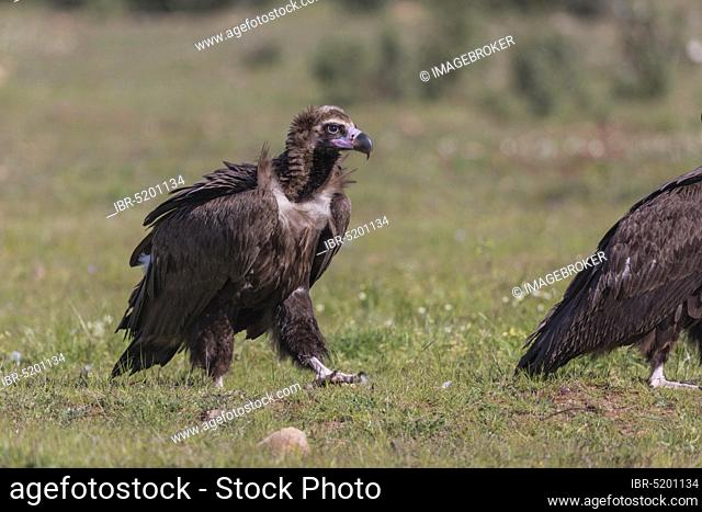 Cinerous vulture, Black vulture (Aegypius monachus), Spain, Europe