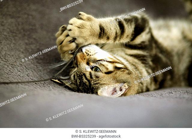 domestic cat, house cat (Felis silvestris f. catus), lying on the carpet playing with a thread, mix of Norwegian forest cat and house cat, Germany