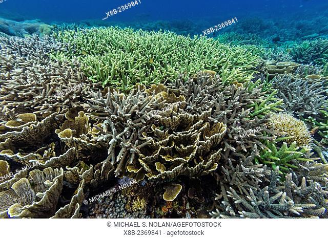 A profusion of hard and soft coral underwater on Siaba Kecil, Komodo National Park, Indonesia