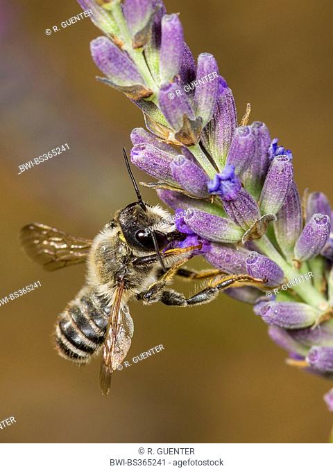 Leafcutter bee, Leafcutter-bee (Megachile ericetorum, Chalicodoma ericetorum, Pseudomegachile ericetorum), male foraging on English lavender (Lavandula...