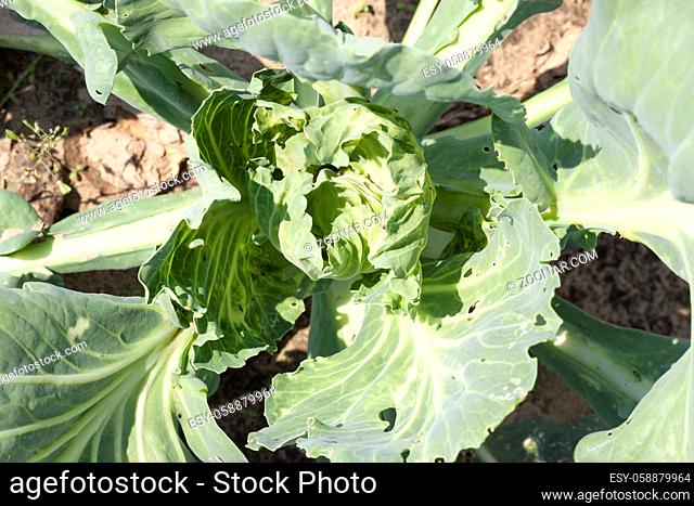 Young dirty from the soil, rain and insects of green cabbage parasites