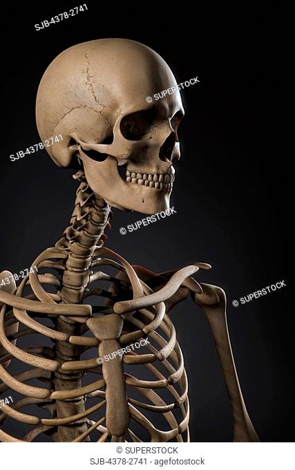 Anatomical model showing the upper bones which form the human skeleton