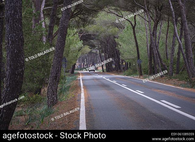 La Mola forest, Formentera, Pitiusas Islands, Balearic Community, Spain