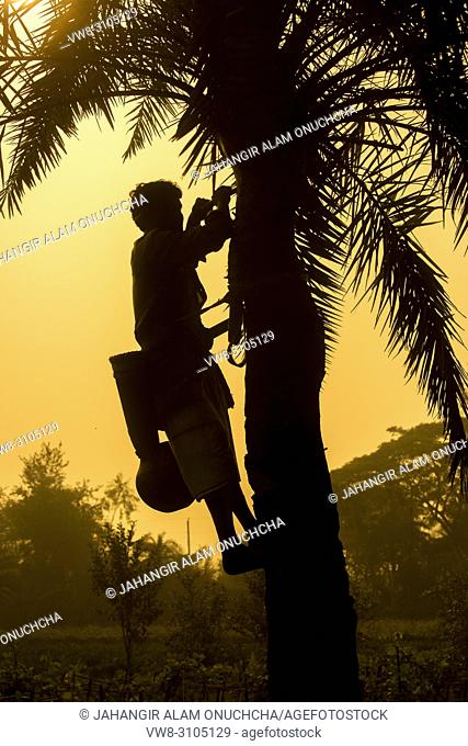 Man climbing Date Palms or Khejur (Phoenix sylvestris) tree for toddy, Khulna Division, Bangladesh
