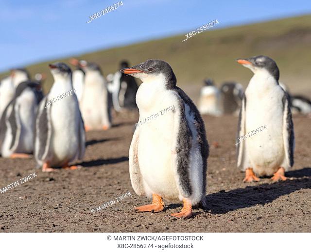 Gentoo Penguin (Pygoscelis papua), Falkland Islands. Chick. South America, Falkland Islands, January