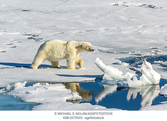 Young adult polar bear, Ursus maritimus, on ice in Hinlopen Strait, Svalbard, Norway