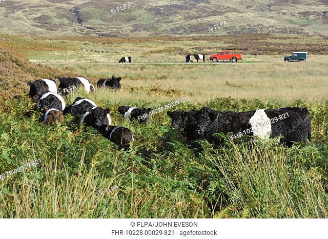 Domestic Cattle, Belted Galloway herd, standing amongst bracken on fell, with 4x4 vehicles in distance, Croasdale, Slaidburn, Forest of Bowland, Lancashire