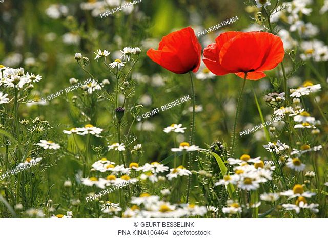 Poppy Papaver spec. - Texel, Wadden islands, North Holland, The Netherlands, Holland, Europe