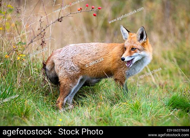 red fox, vulpes vulpes, looking back behing the shoulder on grass in autumn. Orange mammal chewing on green meadow in fall