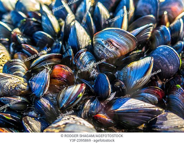 Black mussels cling to a rock