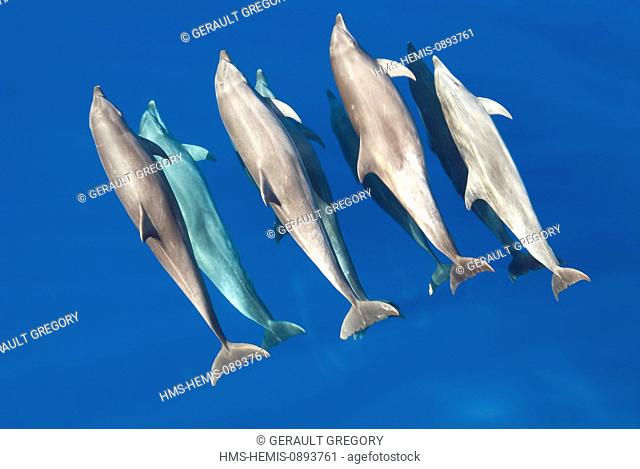France, French Polynesia, Tuamotu islands, Rangiroa Atoll, cruise aboard the cargo ship Aranui 3, Tursiops dolphins (Tursiops truncatus) during the passage of...