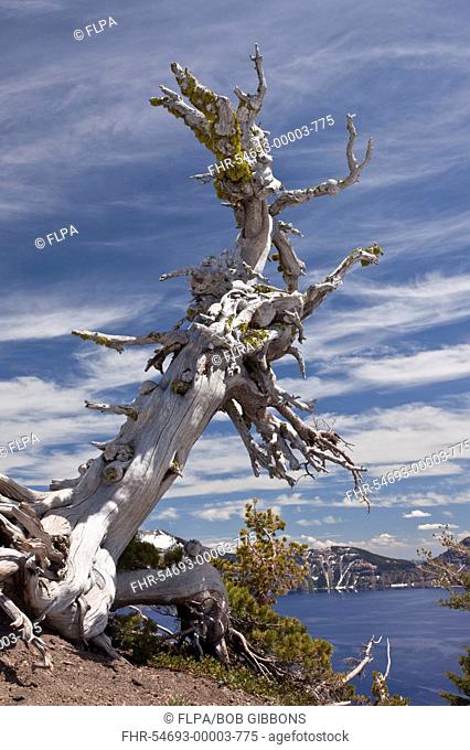 Whitebark Pine Pinus albicaulis ancient habit, growing on crater rim at 7000ft 2200m, Crater Lake, Crater Lake N P , Cascade Mountains, Oregon, U S A , july
