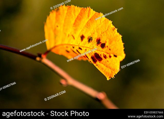 Herbstfarben butes Laub der Buche