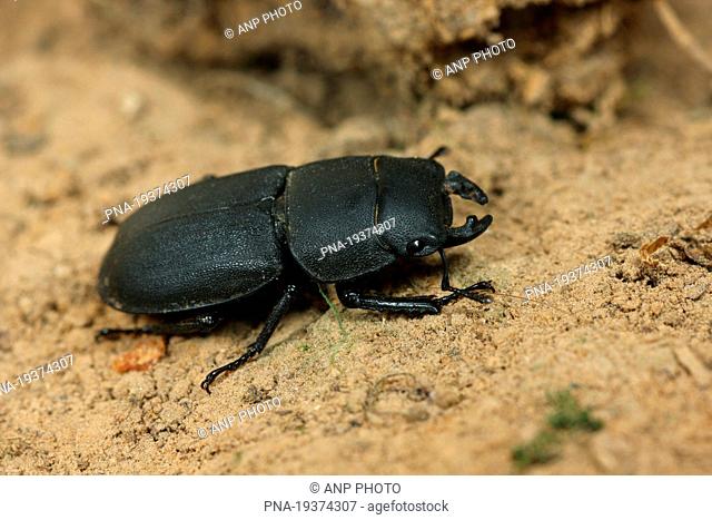 Small Stag Beetle Dorcus parallelipipedus - Kunderberg, Voerendaal, Mijnstreek, Limburg, The Netherlands, Holland, Europe