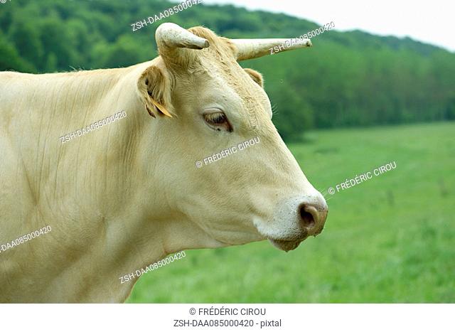 Cow, side view