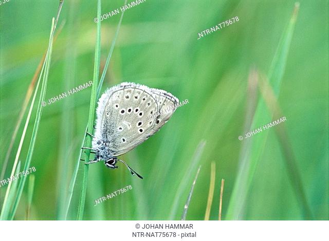 Alcon blue on a blade of grass, Sweden