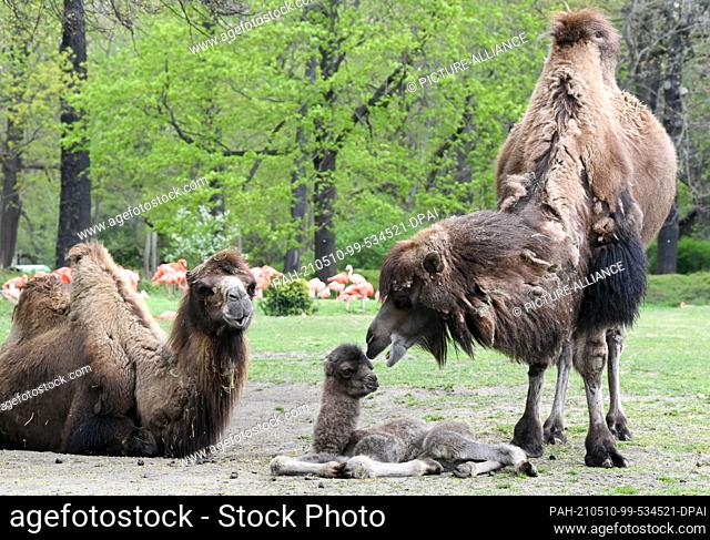 06 May 2021, Berlin: Agnetha is the name of the newborn Bactrian camel at Tierpark Berlin, standing here next to its mother Samantha