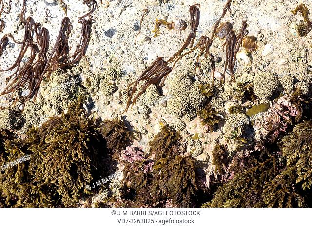 From up to down: Nemalion helminthoides, Lithophyllum tortuosum both red algae and Cystoseira sp. brown alga. This photo was taken in Calella de Palafrugell