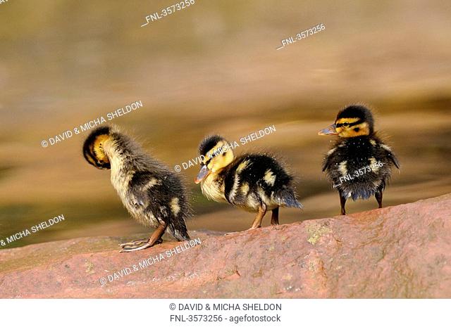 Three Mallard chicks Anas platyrhynchos on a stone