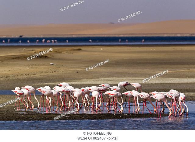 Africa, Namibia, Namib Desert, Atlantic Ocean, Walvis Bay, Flock of greater flamingo in sea