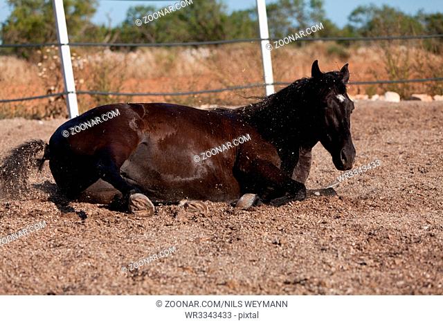 caballo de pura raza menorquina prm horse outdoor rolling on floor