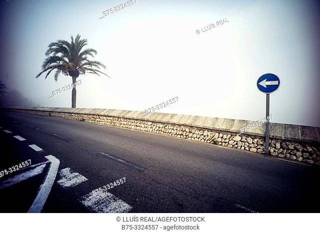 Street with a palm tree and a unique traffic sign direction Mahon Menorca, Balearic Islands, Spain, Europe