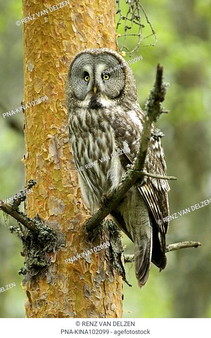 Great Grey Owl Strix nebulosa - Finland, Scandinavia, Europe