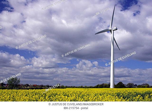 Wind wheel in a flowering rape field - Schleswig-Holstein, Germany, Europe