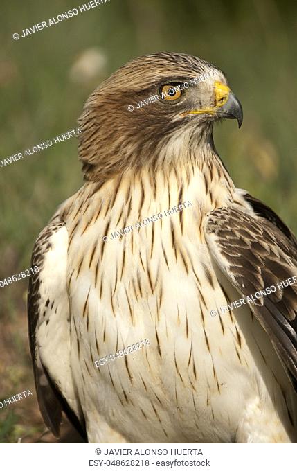 Painted eagle, pale morph, Aquila pennata, portrait