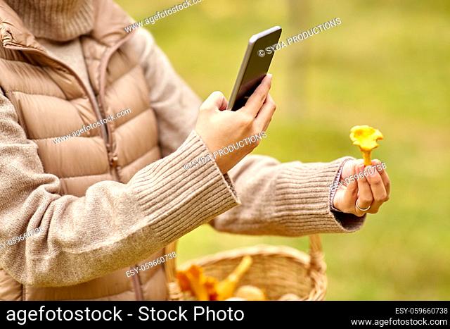 woman using smartphone to identify mushroom