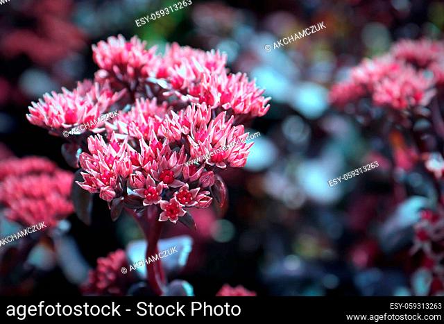 Closeup background of delicate flowers on a sedum