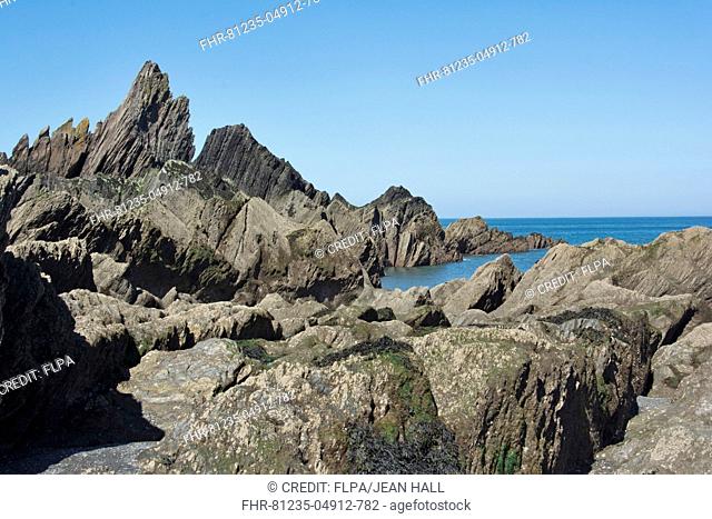 Rocky beach with bedrock of gritstone, shale and limestone, Ladies Beach, Ilfracombe, North Devon, England, June
