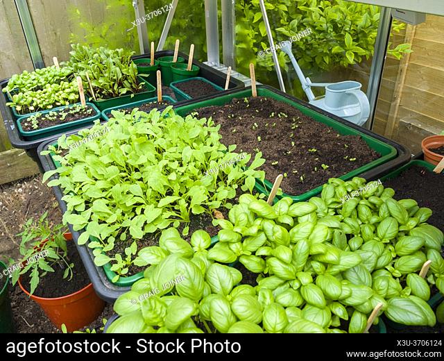 Basil, Rocket and other assorted salad leaf seedlings growing in an amateur gardener's greenhouse in spring