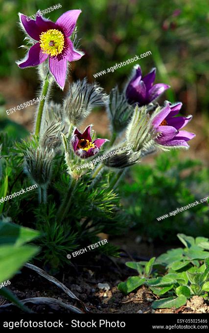 closeup from blooming Pulsatille vulgaris, the European or common pasqueflower, Weilerswist, North Rhine-Westphalia, Germany