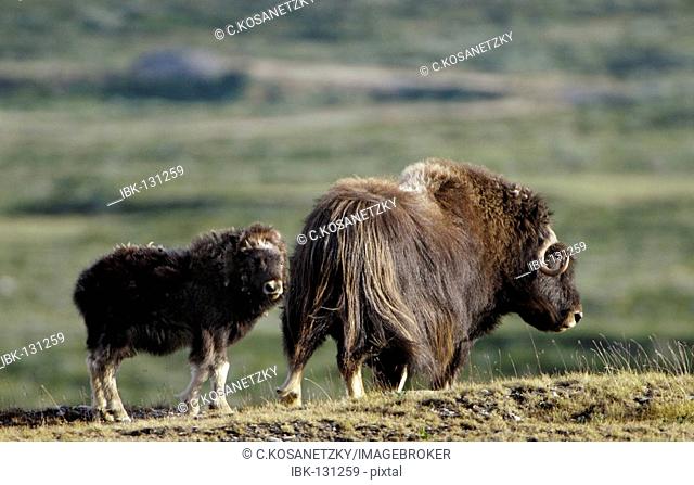 Musk Ox (Ovibos moschatus), cow with calv, Nationalpark Dovrejell, Norway