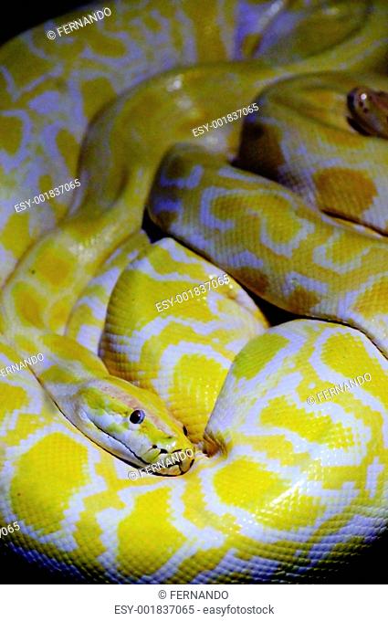 albino python