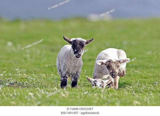 A LAMB Lambs Agnellus, Shetland Islands, Scotland. Ovis aries  Sheet  Goat antelope  Bovid  Ruminant  Mammal