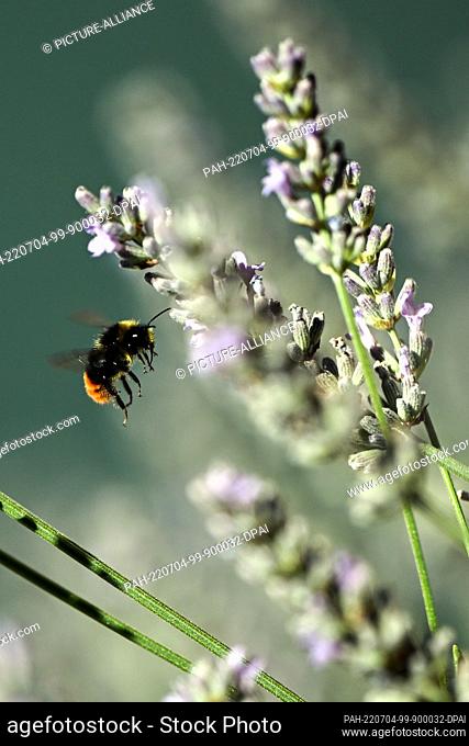 04 July 2022, North Rhine-Westphalia, Cologne: A bumblebee collects nectar in the lavender. At the start of the new week