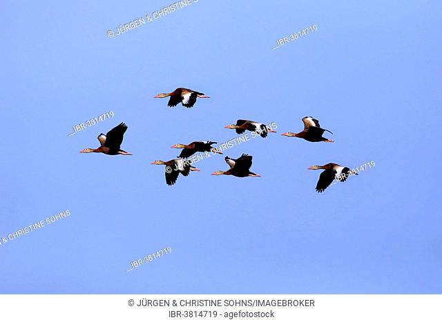 Black-bellied Whistling Ducks (Dendrocygna autumnalis), flying, adult, flock, Wakodahatchee Wetlands, Delray Beach, Florida, United States