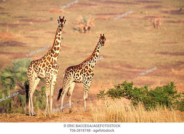 Rothschild's giraffe (Giraffa camelopardalis rothschildi) female in Murchisson Falls National Park, Uganda