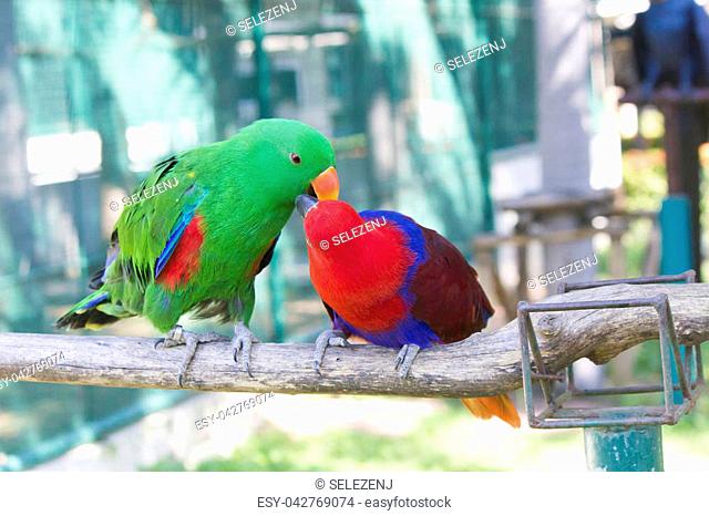 The big beautiful parrot very much decorates with himself the nature