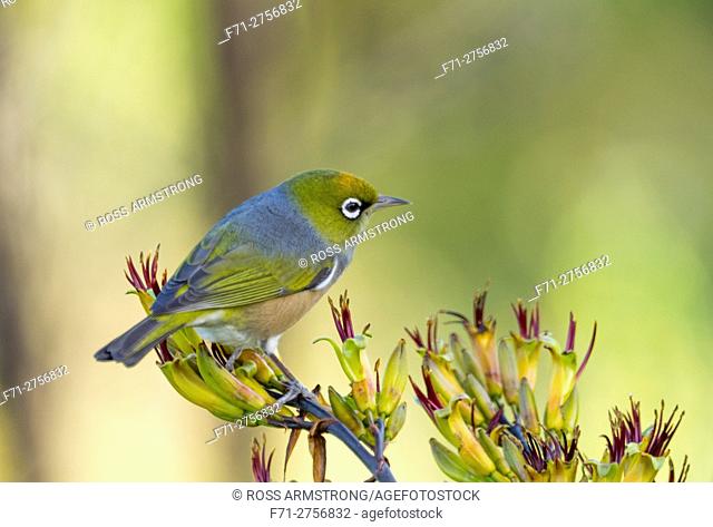 The silvereye or wax-eye (Zosterops lateralis) is a very small omnivorous passerine bird of the south-west pacific. Whangarei, Northland, New Zealand