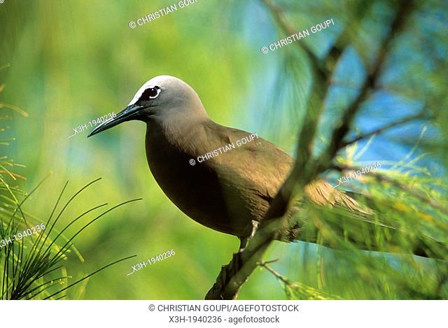 Lesser Noddy, Anous tenuirostris, Bird Island, Republic of Seychelles, Indian Ocean