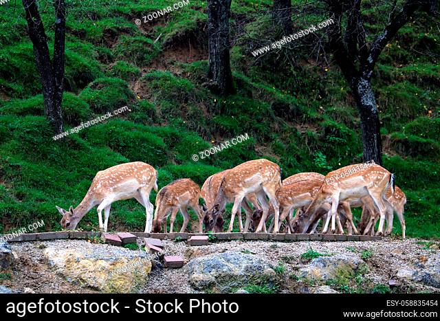 A herd of sika deer while eating