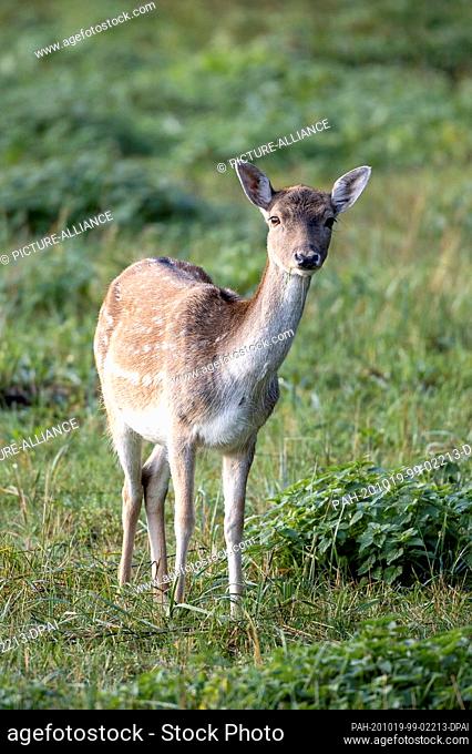 11 October 2019, Brandenburg, Falkenhagen: A damsel in a rutting ground. During the fallow deer rut, the stags and the bald deer herds sometimes move over long...
