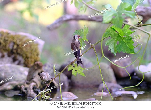Goldfinch (Carduelis carduelis), North of Spain