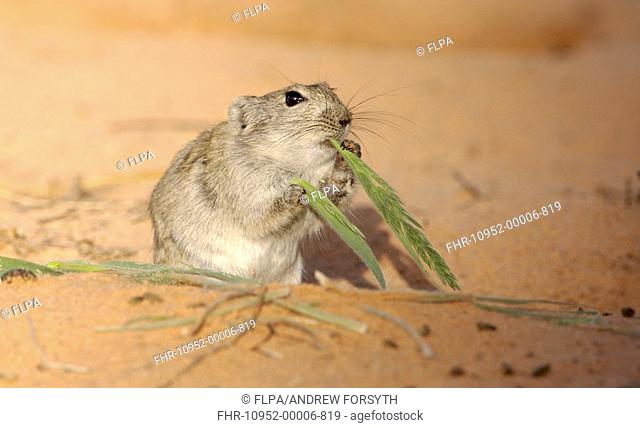 Brant's Whistling Rat Parotomys brantsii adult, feeding on grass, Kgalagadi N P , Kalahari, South Africa