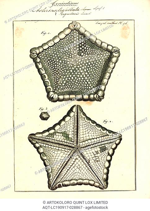 Asterias regularis, Print, Asterias is a genus of the Asteriidae family of sea stars. It includes several of the best-known species of sea stars