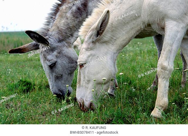 domestic donkey (Equus asinus f. asinus), two white donkeys searching for food at pasture, Austria