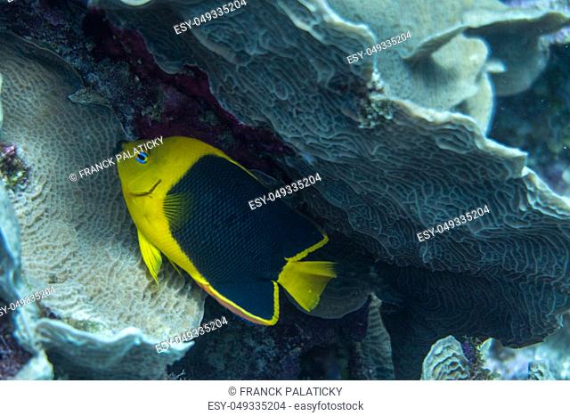 The rock beauty (Holacanthus tricolor) is a species of marine angelfish of the family Pomacanthidae. Other common names include corn sugar, coshubba
